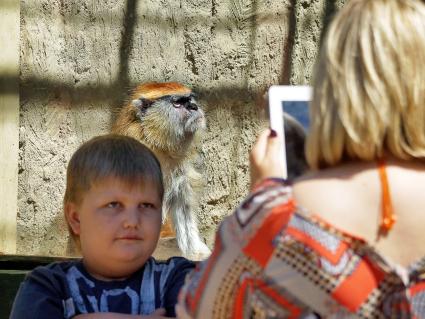 Женщина фотографирует своего ребенка на фоне обезьяны в зоопарке Екатеринбурга.