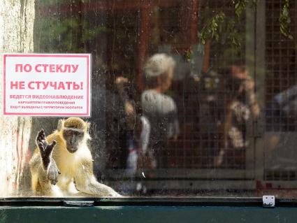 Обезьяна в зоопарке Екатеринбурга.