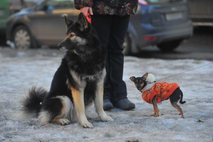 Выгул собак.