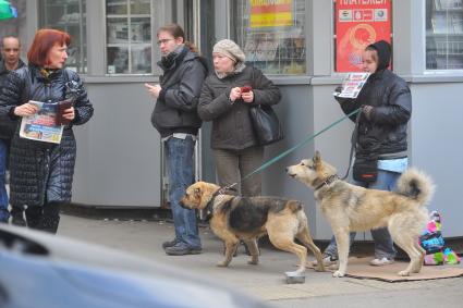 Девушка просит помощи на содержание бездомных собак.