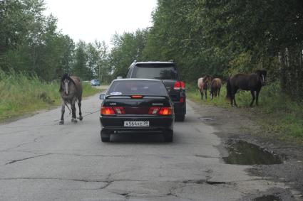 Наводнение в Приамурье. На снимке: автомобили и лошади передвигаются по дороге.