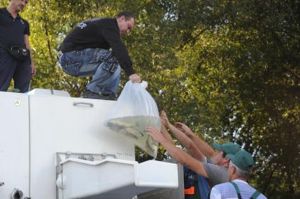 В Борисовские пруды в целях биоочистки выпустили рыбу - белого амура. На снимке: выгрузка пакета с рыбой.