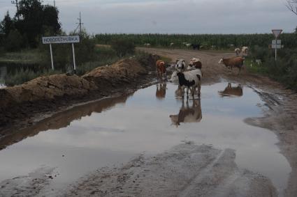 Наводнение в Приамурье. На снимке: коровы.