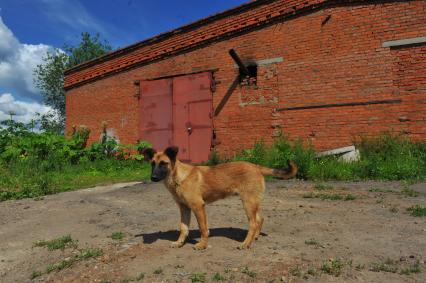 Собачий крематорий.