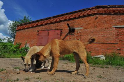 Собачий крематорий.