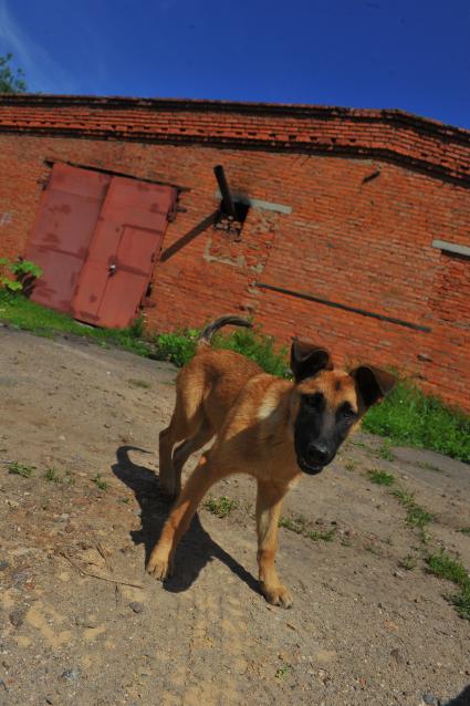 Собачий крематорий. На снимке: бездомная собака.