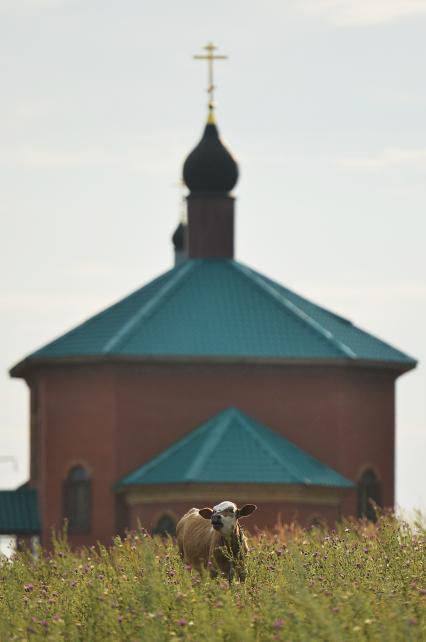 Корова  на лугу.