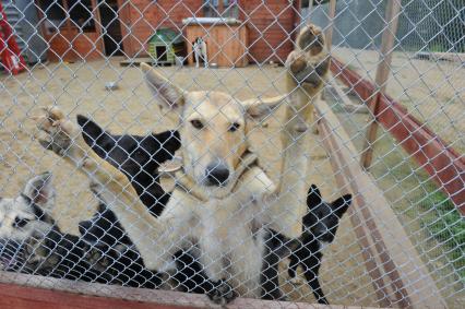 Питомник для бездомных собак и кошек в городе Пушкино. На снимке: бездомные собаки в вольере.