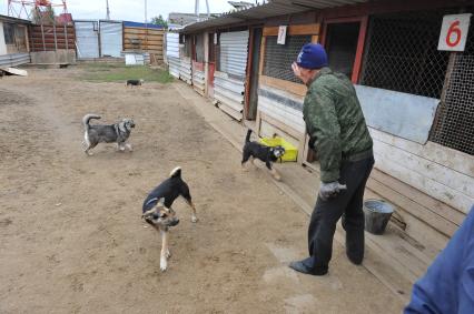 Питомник для бездомных собак и кошек в городе Пушкино.