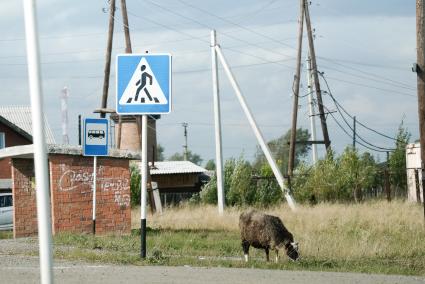 Баран посется у остановки общественного транспорта.