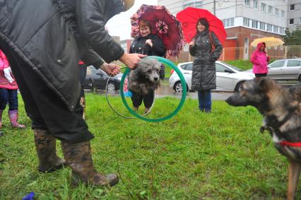 Передвижная выставка-ярмарка бездомных собак, организованная приютом `Кожухово`. На снимке: пудель прыгает через кольца