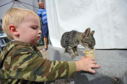 Мальчик кормит котенка мороженым