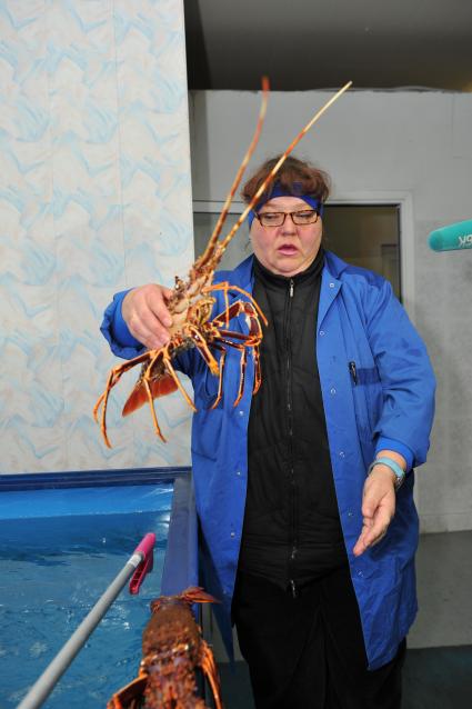 Профессиональная продажа морепродуктов и охлажденной рыбы. Склад рыбной продукции компании `La Maree`. На снимке: женщина у контейнера с омарами.