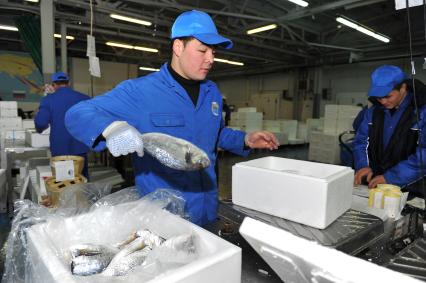 Профессиональная продажа морепродуктов и охлажденной рыбы. Склад рыбной продукции компании  `La Maree`.  На снимке: рабочий сортирует рыбу.
