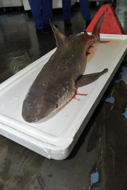 Профессиональная продажа морепродуктов и охлажденной рыбы. Склад рыбной продукции компании  `La Maree`.  На снимке: акула на грузовой тележке.