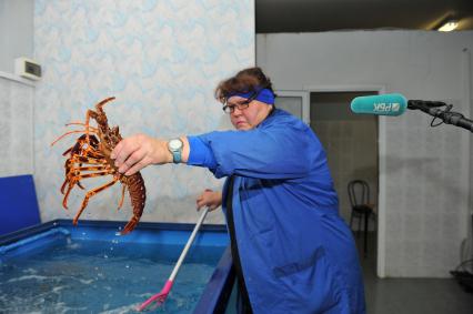 Профессиональная продажа морепродуктов и охлажденной рыбы. Склад рыбной продукции компании `La Maree`. На снимке: женщина у контейнера с омарами.