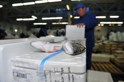 Профессиональная продажа морепродуктов и охлажденной рыбы. Склад рыбной продукции компании  `La Maree`.  На снимке: охлажденная рыба.