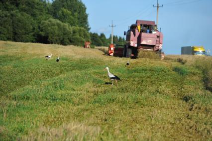Уборка урожая зерновых культур. На снимке: уборочный комбайн и аисты в поле.