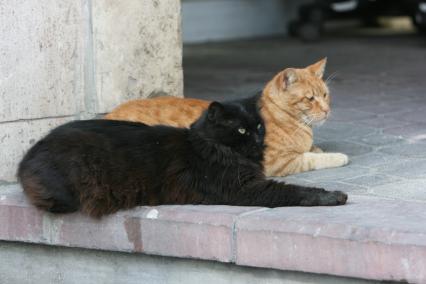 Тель-Авив. На снимке: черный и рыжий коты.