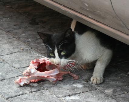 Тель-Авив. На снимке: кот ест кость.
