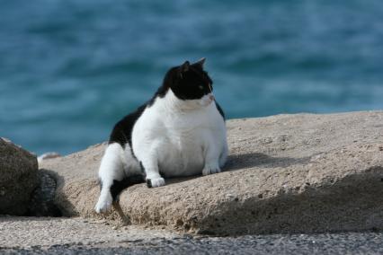 Пляж Тель-Авива. На снимке: кот лежит на камне.