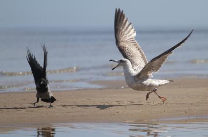 Чайка нападает на ворону на берегу Балтийского моря