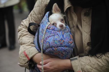 ЦПКиО им. Горького.  Выставка собак из московских приютов, приуроченная к международному дню защиты животных. На снимке: женщина с собакой в сумке