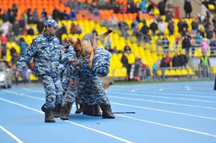 СК `Лужники`.  Спортивный праздник московской полиции. На снимке: показательные выступления кинолгов со слкжебными собаками.