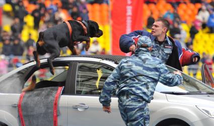 СК `Лужники`.  Спортивный праздник московской полиции. На снимке: показательные выступления с участием слкжебных собак.