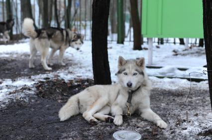 В парк `Сокольники` привезли 30 хасок из карельского детского лагеря `Большое приключение`.