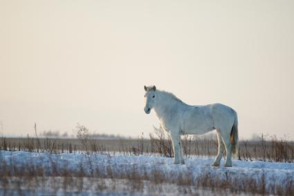 Конеферма агрофирмы `Артемовский`. На снимке: лошадь породы русский тяжеловоз.
