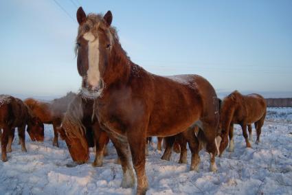 Конеферма агрофирмы `Артемовский`. На снимке: лошади породы русский тяжеловоз.