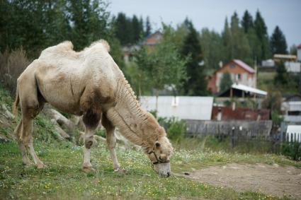 Верблюд в деревне.