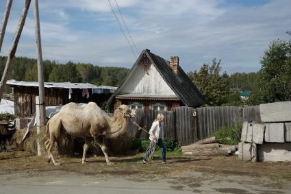 Верблюд в деревне.