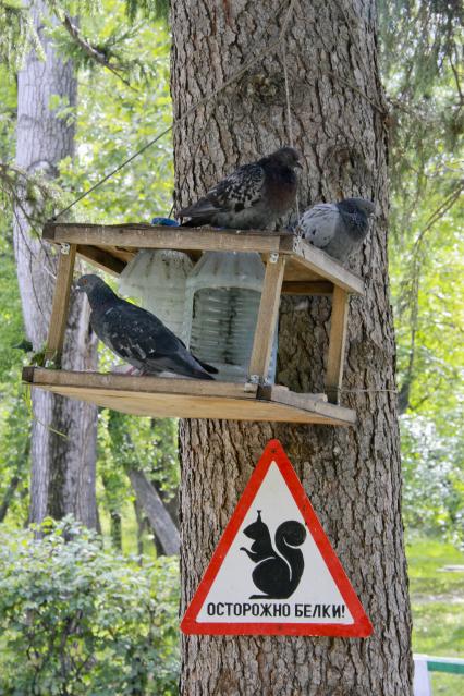 Кормушка в парке, на кормушке сидят голуби.Внизу табличка `Осторожно белки`.