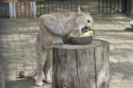 Канадская пума Клепа за праздничным обедом в честь дня рождения барнаульского зоопарка.