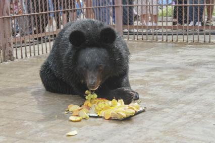 Медвеженок Жора за праздничным обедом в честь дня рождения барнаульского зоопарка.