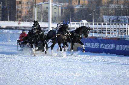 На московском ипподроме прошел заезд русских троек. На снимке: тройка лошадей.