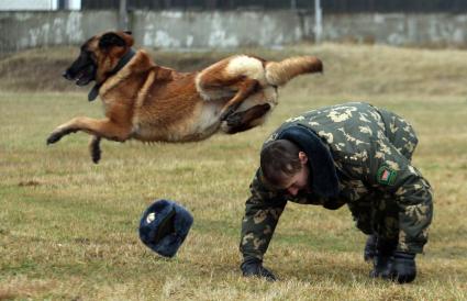 В кинологическом центре на территории в/ч 2044 Сморгонского пограничного отряда инструктор проводит тренировку со своей собакой.