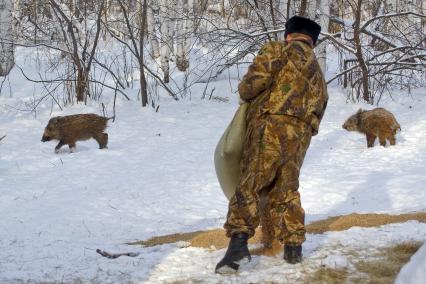 Инспекторы подкармливают сеном диких кабанов.