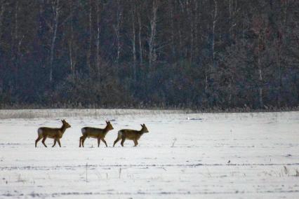 Косули в заказнике.