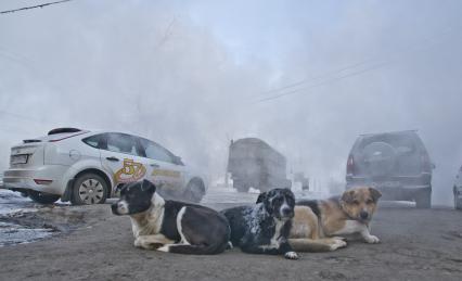 Бродячие собаки на фоне дыма от аварии на теплопроводе.