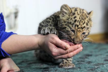 В зоопарке Самары родился леопарденок, которого назвали Олимпиада.