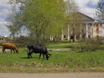 Коровы пасутся на фоне полуразрушенного особняка.