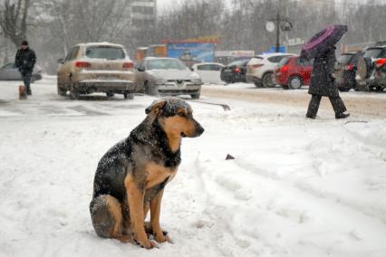 Бездомная собака мерзнет на улице зимой.