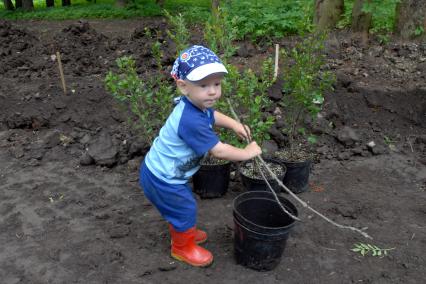 Мама с ребенком высаживают кусты кизила.