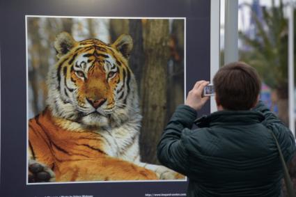 XXII Зимние Олимпийские игры в Сочи. Фотовыставка. Дальневосточный леопард. Амурский тигр. Надежда на жизнь. На снимке: посетитель выставки с фотоаппаратом.