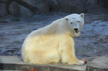 Московский зоопарк. На снимке: белый медведь.