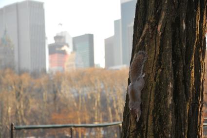 Центральный парк (англ. Central Park) в Нью-Йорке. На снимке: белка на дереве.