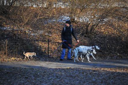 Центральный парк (англ. Central Park) в Нью-Йорке. На снимке: девушка выгуливает на поводках трех собак.